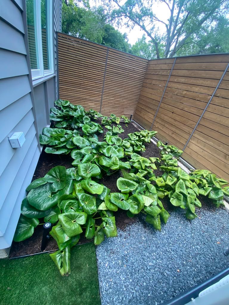 Featured planting project completed by Rainlandscaping